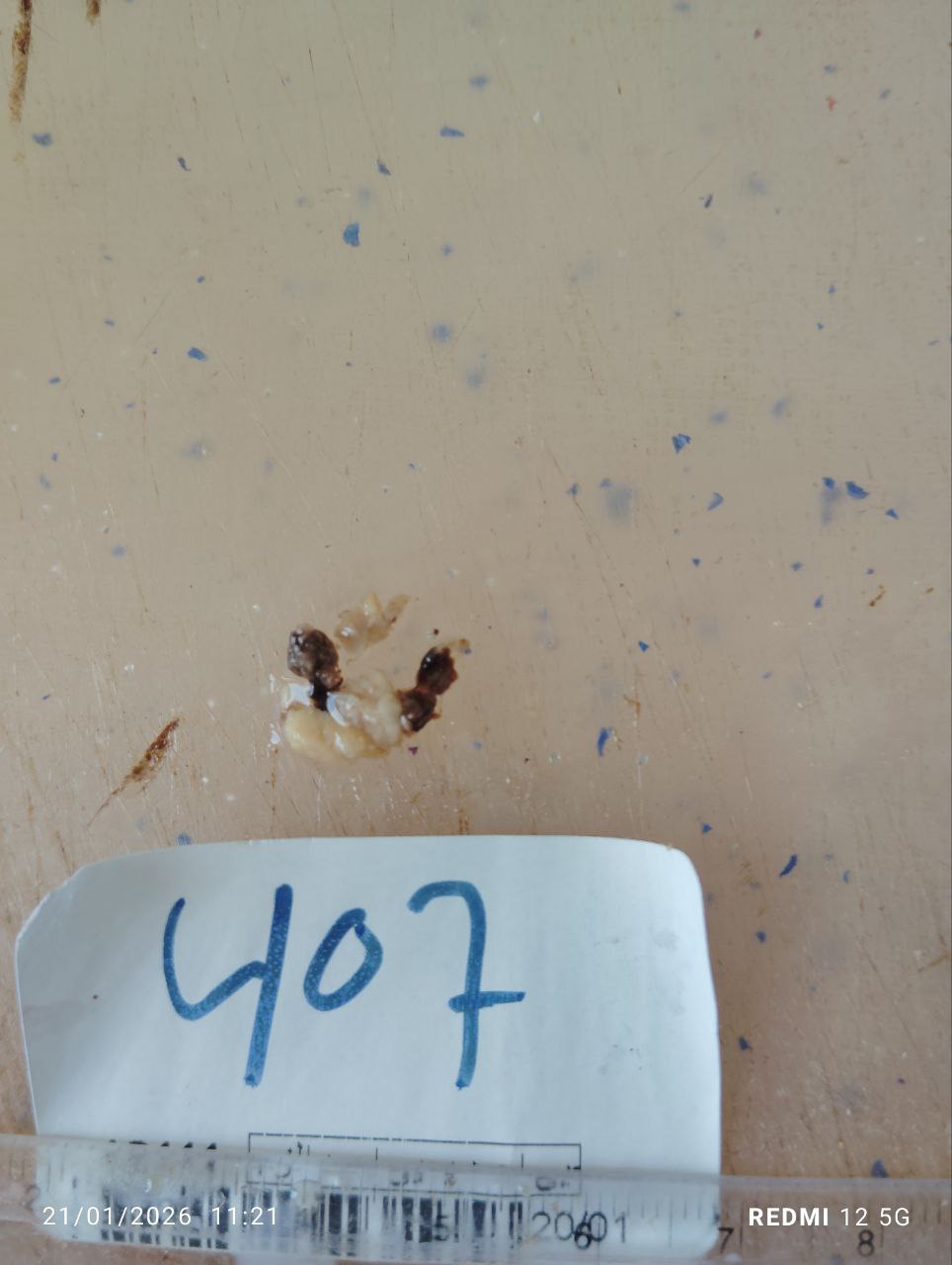 صورة التقرير