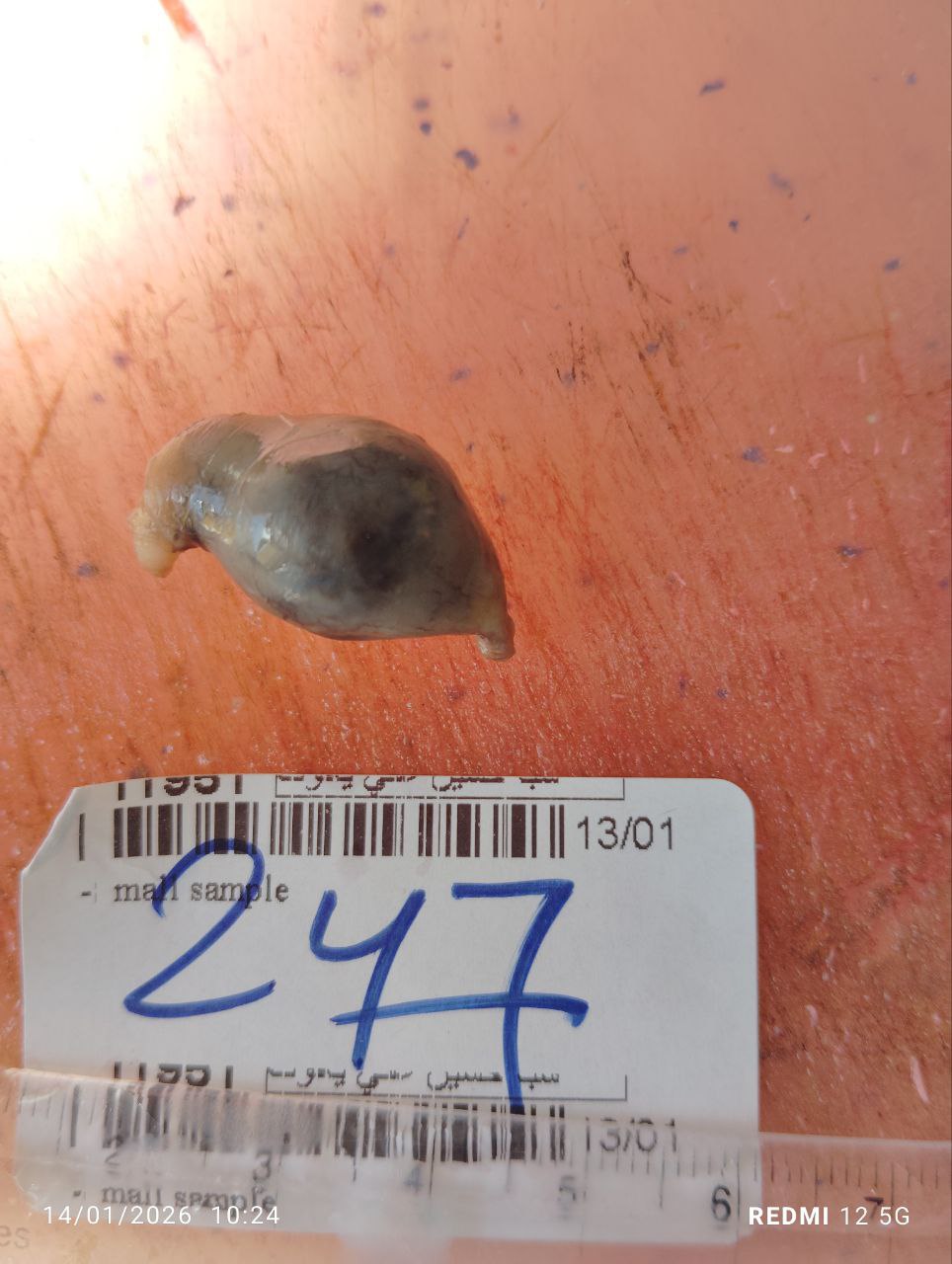 صورة التقرير