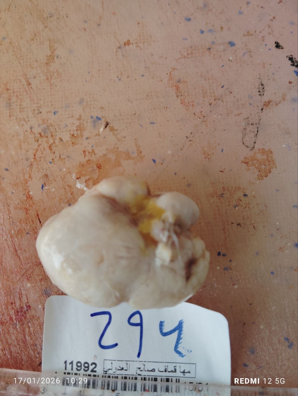 صورة التقرير