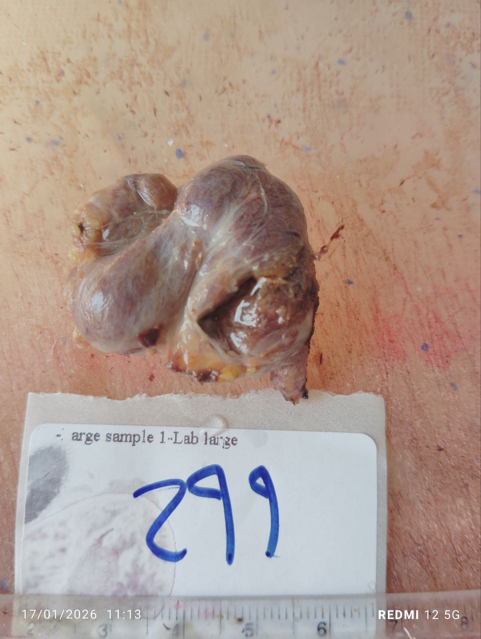 صورة التقرير